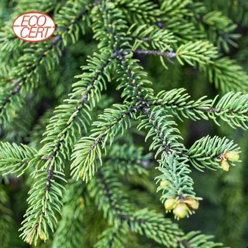 Black Spruce - Organic