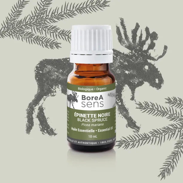 Black Spruce - Organic