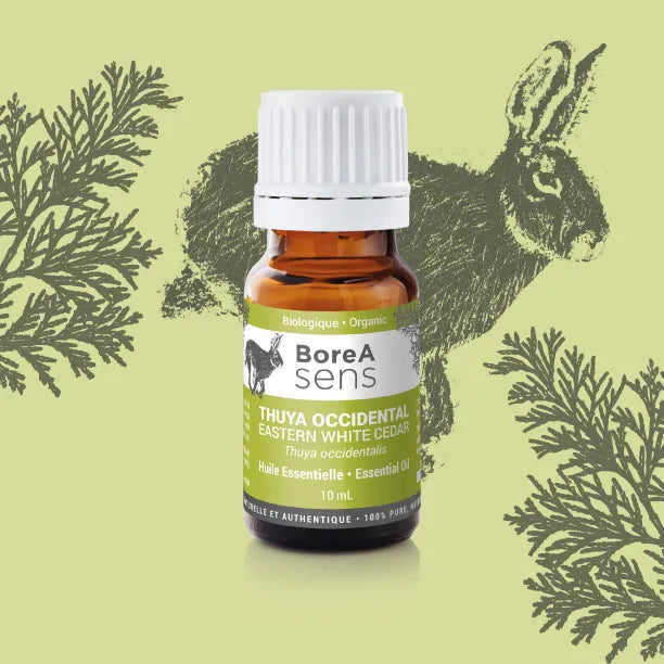 Eastern White Cedar Organic