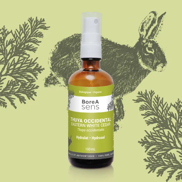 Eastern White Cedar - Organic Hydrosol