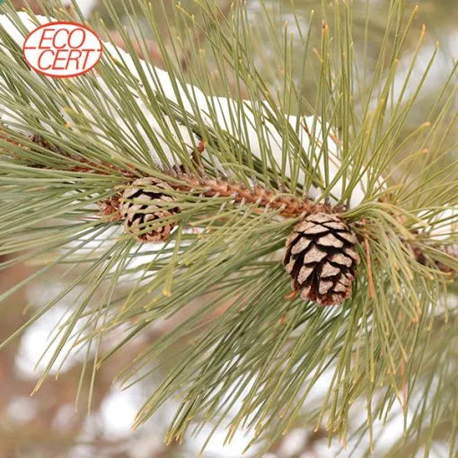 Red Pine - Organic