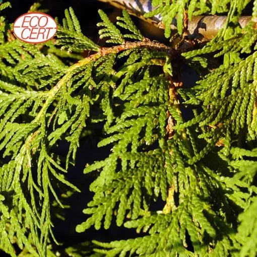 Eastern White Cedar Organic