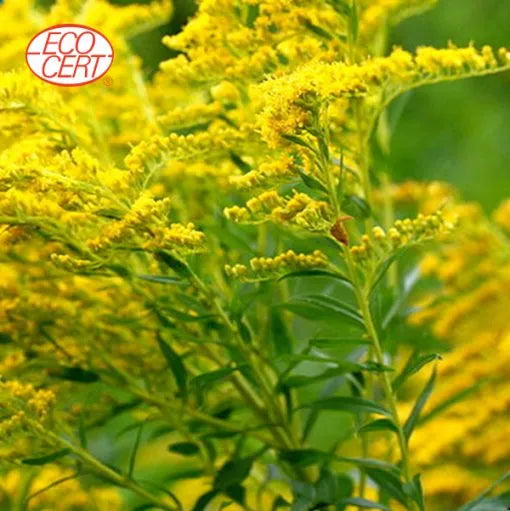 Goldenrod - Organic